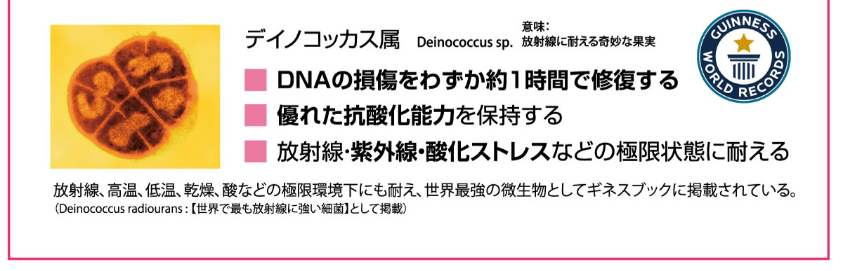 DNAの損傷をわずか約１時間で修復する