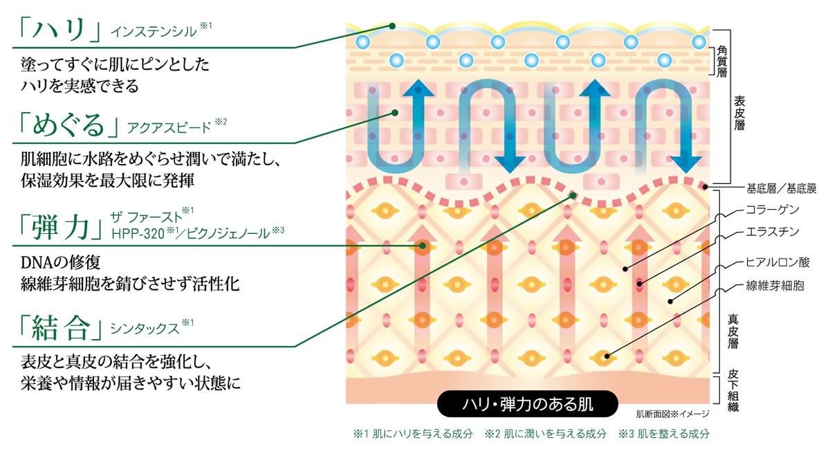 ハリ・弾力のある肌