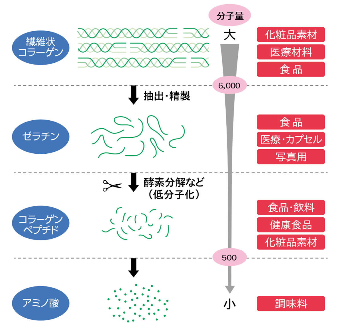 分子量の違い