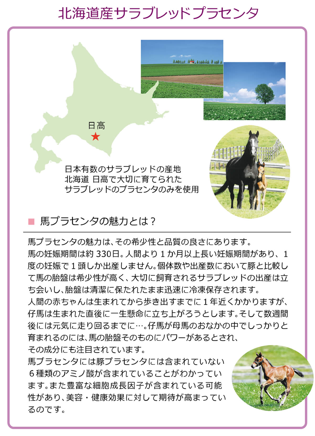 北海道サラブレッドプラセンタ